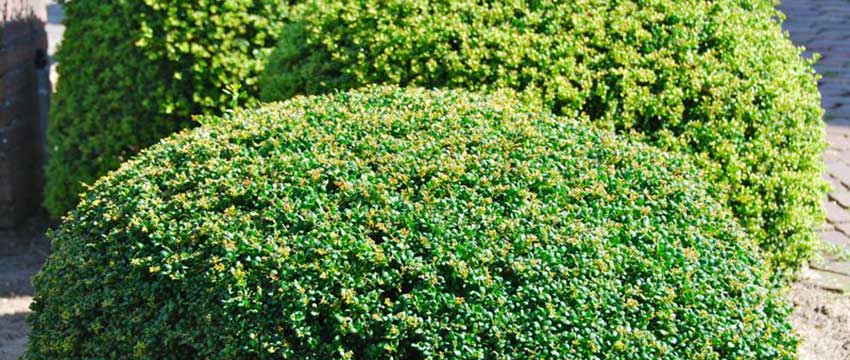 Verrijk Uw Tuin met Laurierkers en Japanse Hulst: Tips en Voordelen